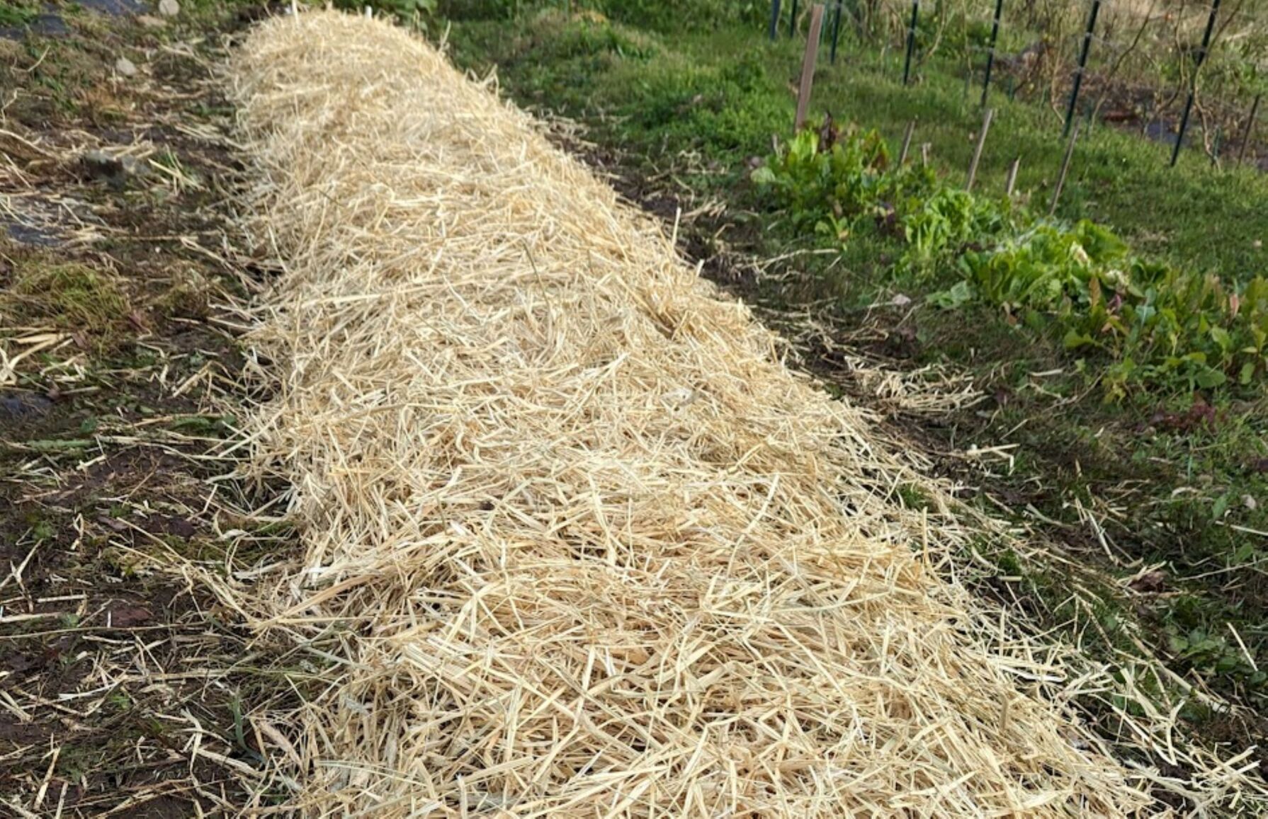 UVM Extension: Garlic planting time